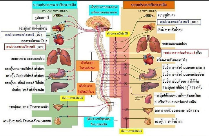 ระบบประสาท8.jpg