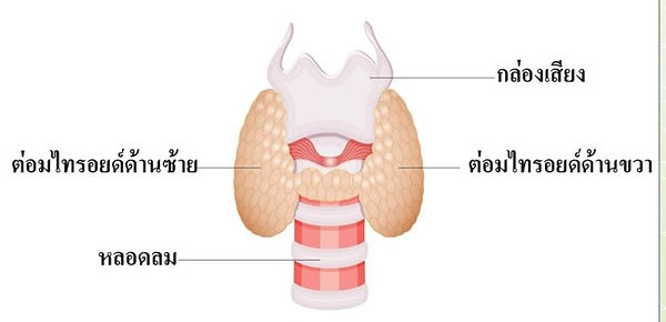 ต่อมไร้ท่อ2.jpg