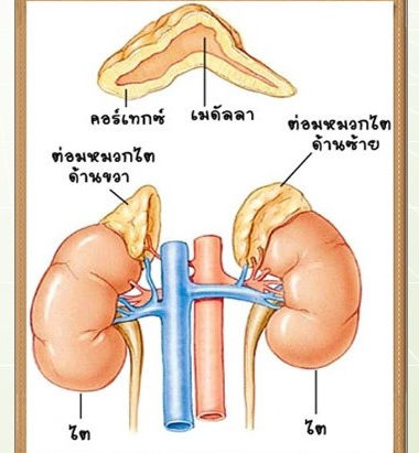 ต่อมไร้ท่อ5.jpg