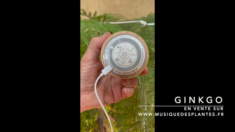 Miniature : GINKGO facile