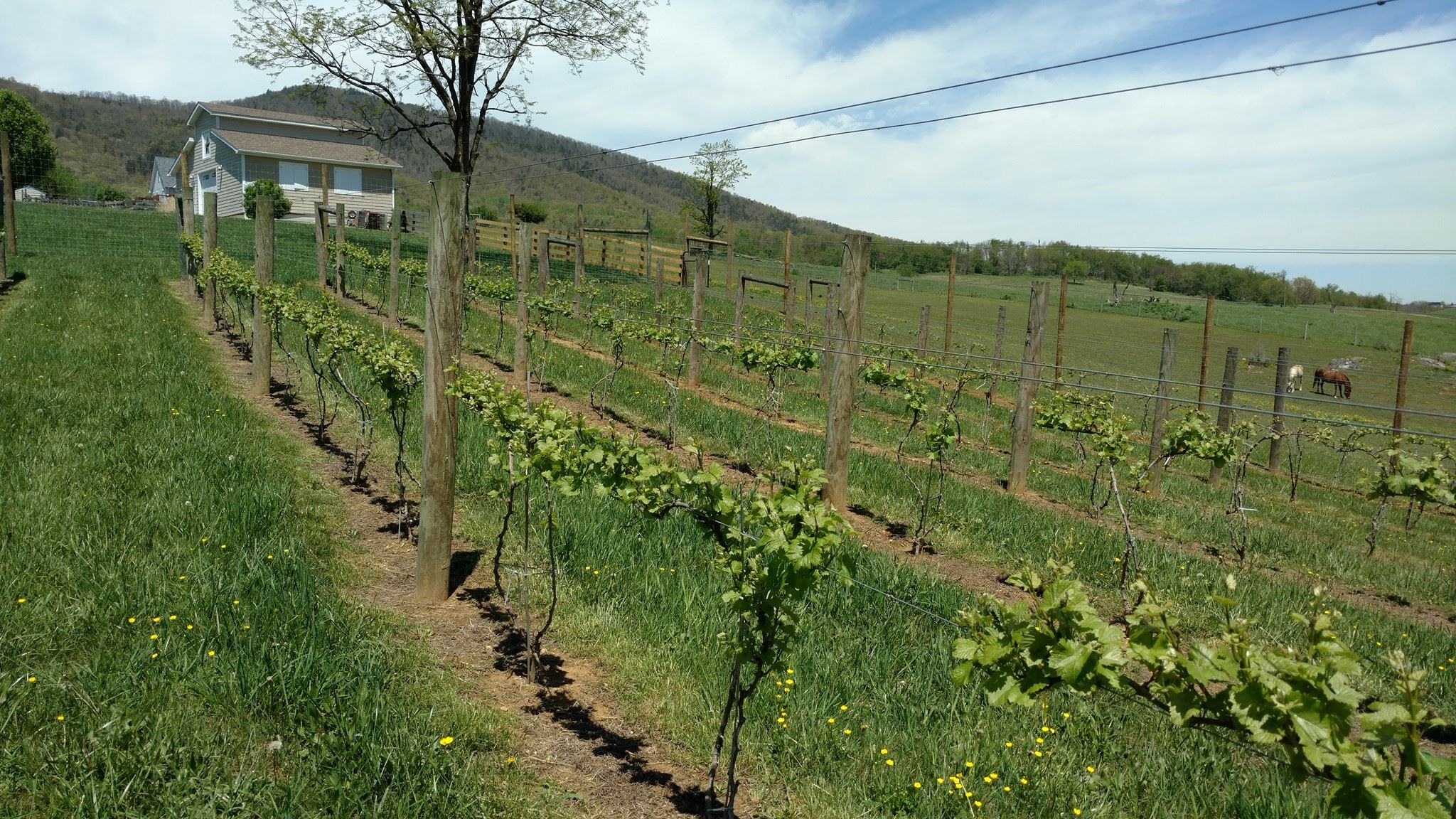 About Spinning Jenny Vineyard Draper, VA