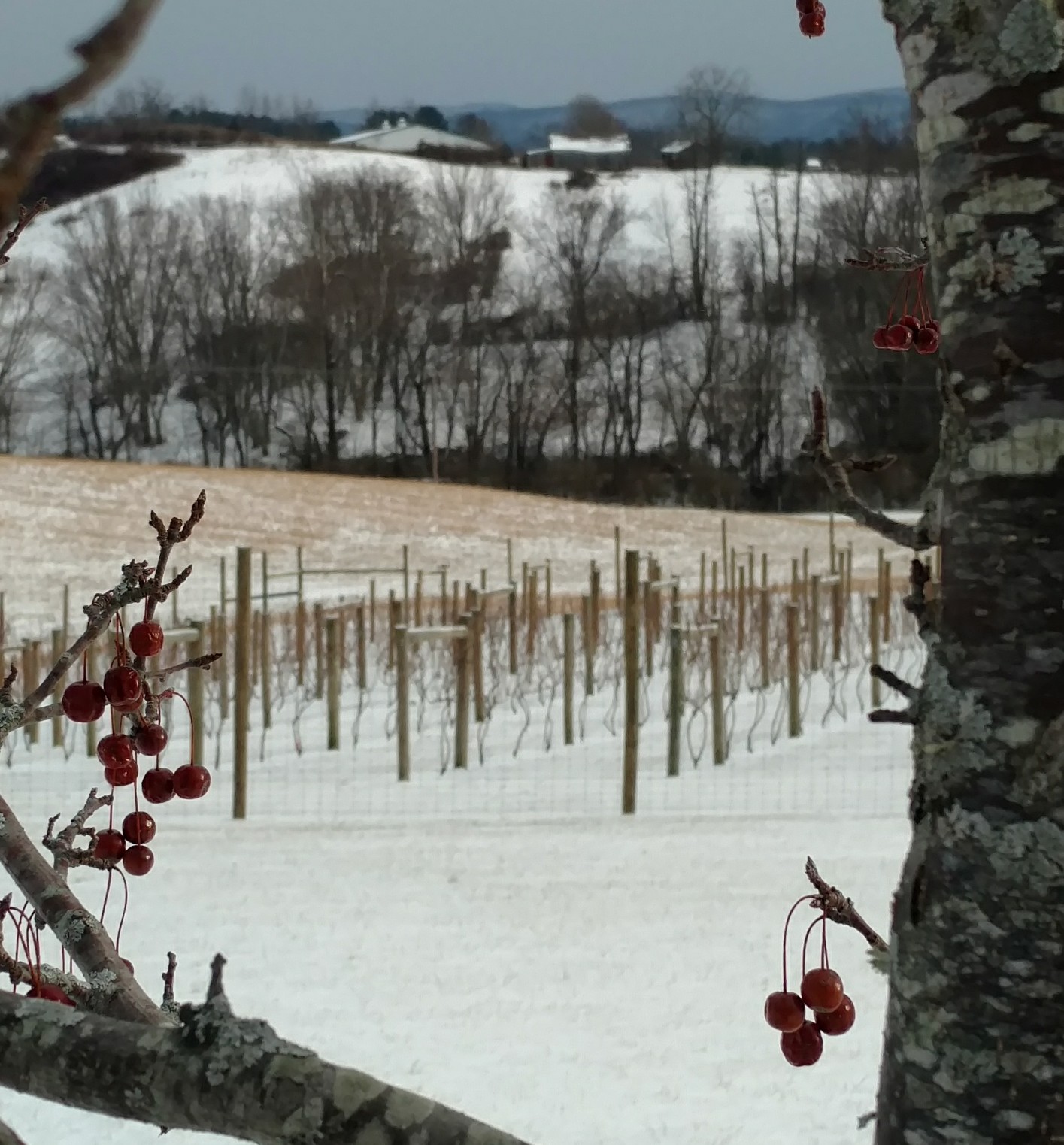 About Spinning Jenny Vineyard Draper, VA