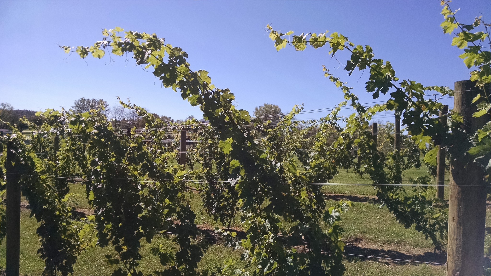 About Spinning Jenny Vineyard Draper, VA