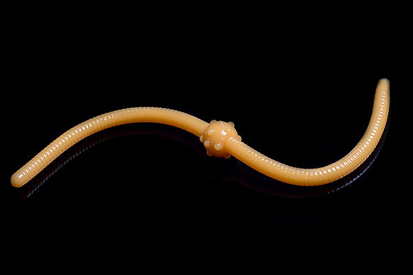 Miniatura: Trout Baits Jara Gummiköder: Ein hochattraktiver Gummiköder, der speziell entwickelt wurde, um Forellen anzulocken und den Fang zu maximieren, ideal für Angler, die nach einem zuverlässigen Köder suchen.