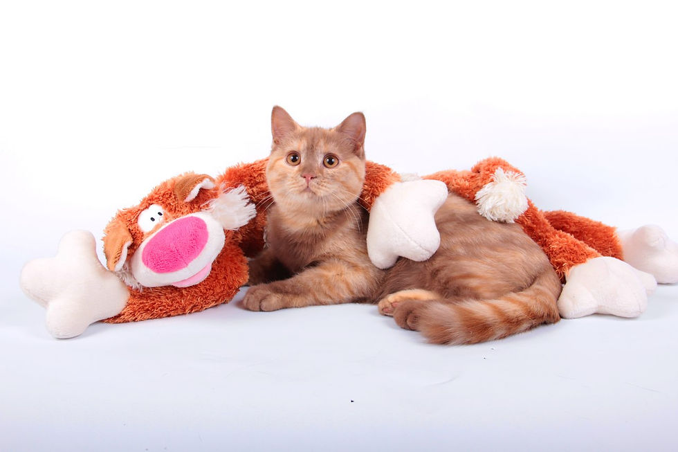 5 месяцев