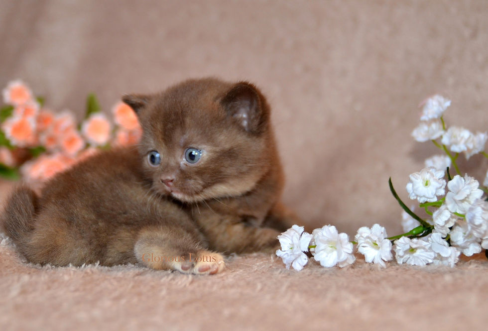 1 месяц