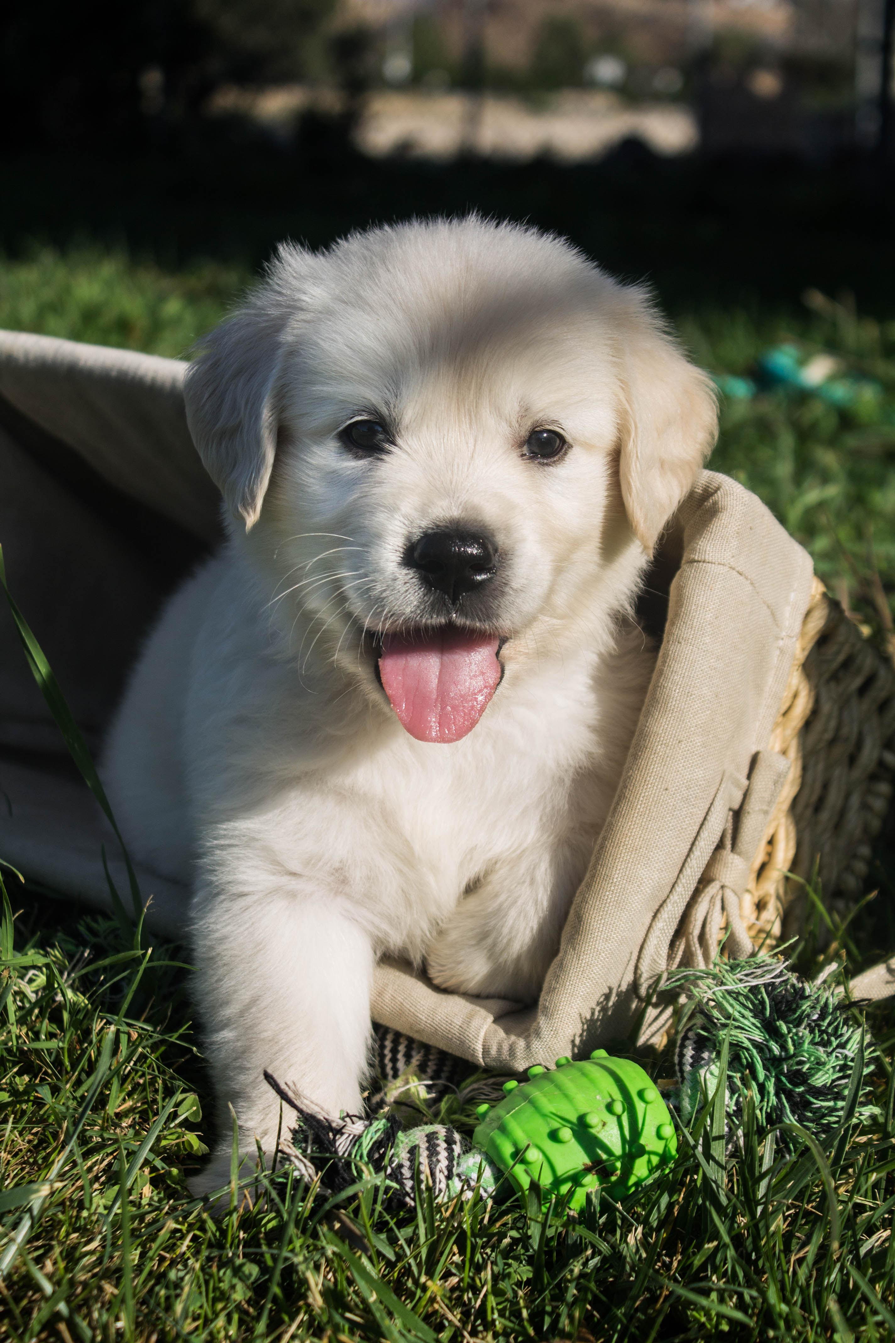 Lucky Charm English Cream Golden Retriever Breeder California