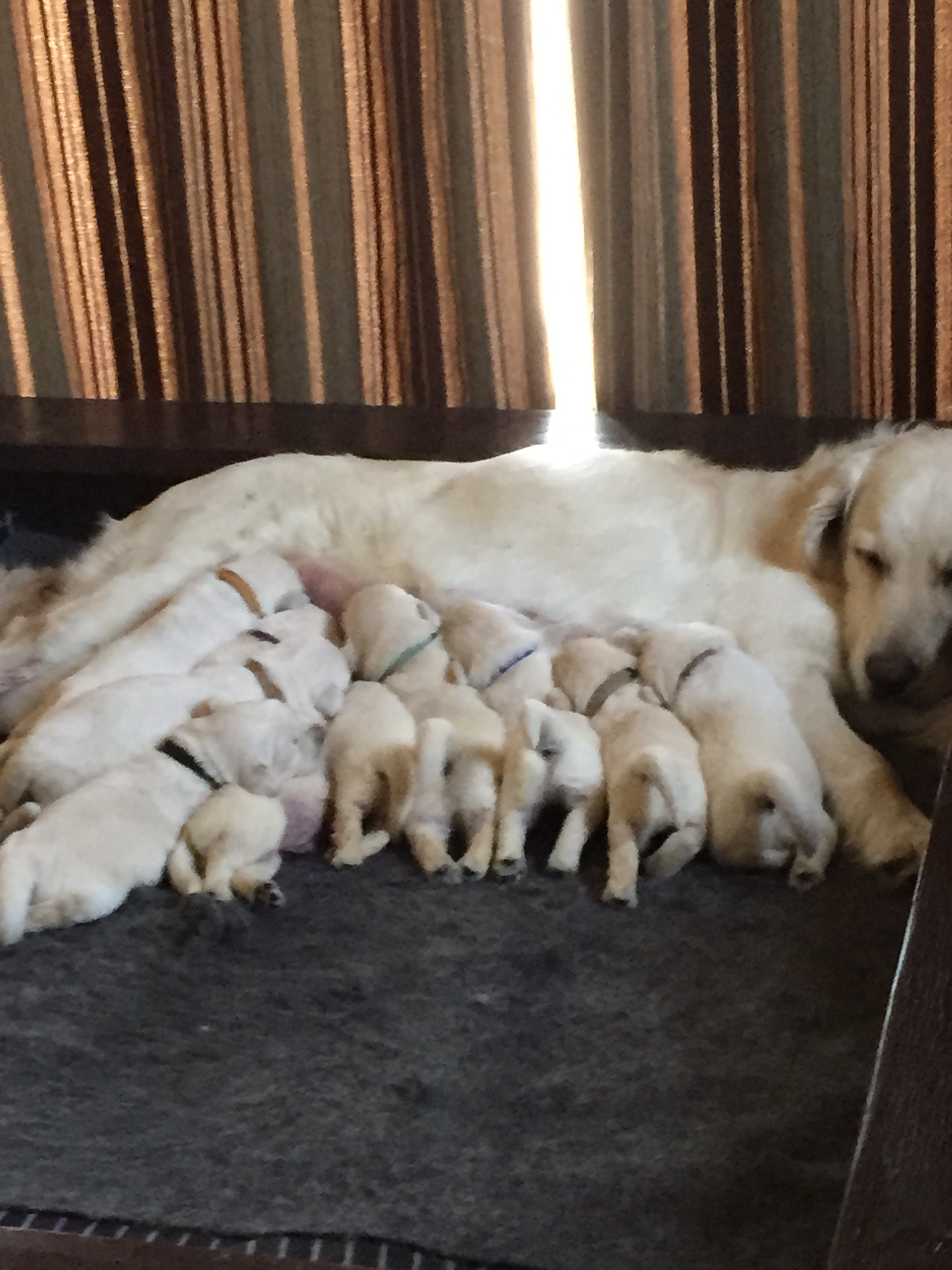 Lucky Charm English Cream Golden Retriever Breeder California