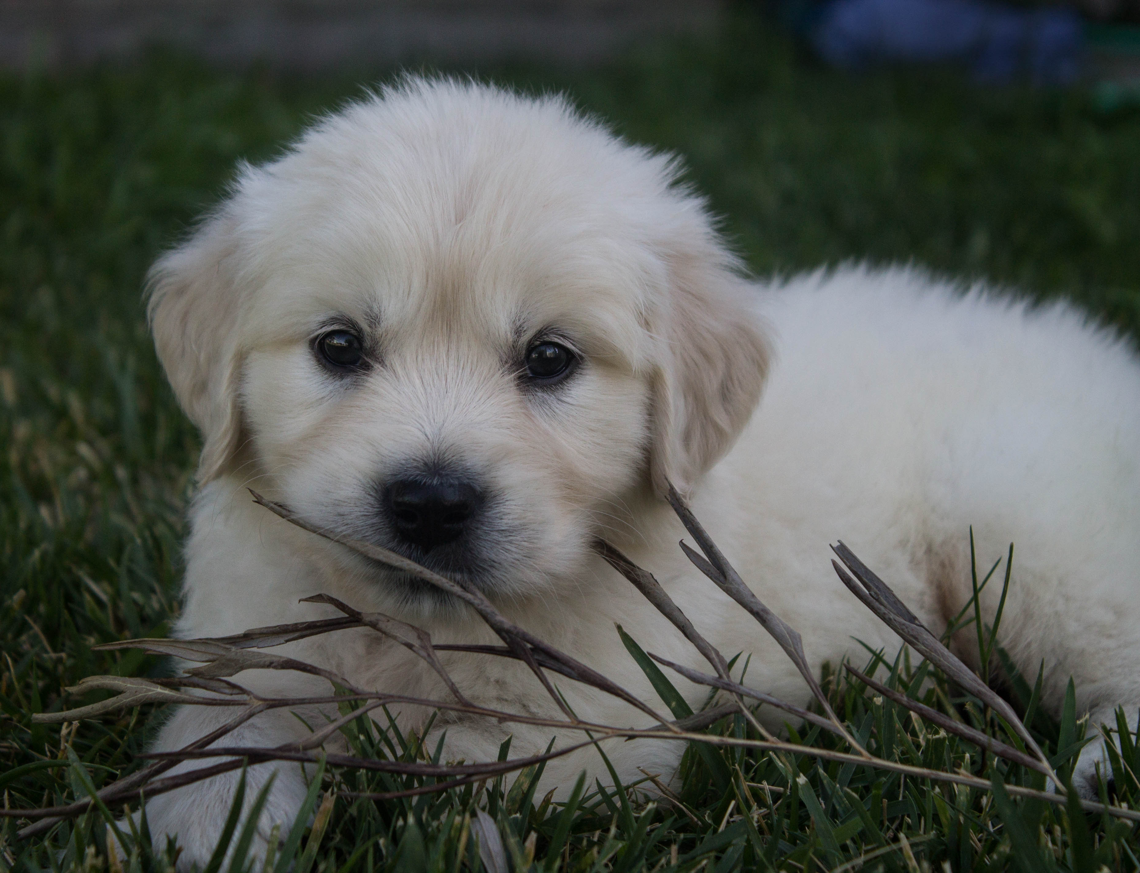 Lucky Charm English Cream Golden Retriever Breeder California