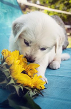  eglish-cream-pup