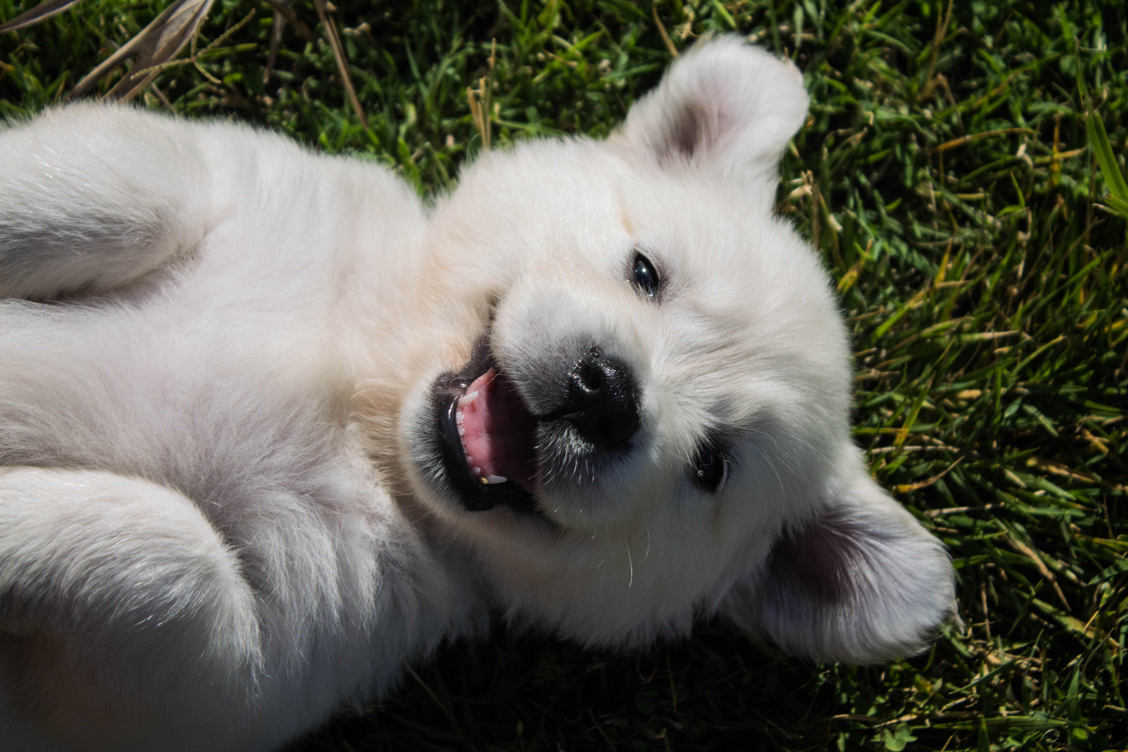 Lucky Charm English Cream Golden Retriever Breeder California