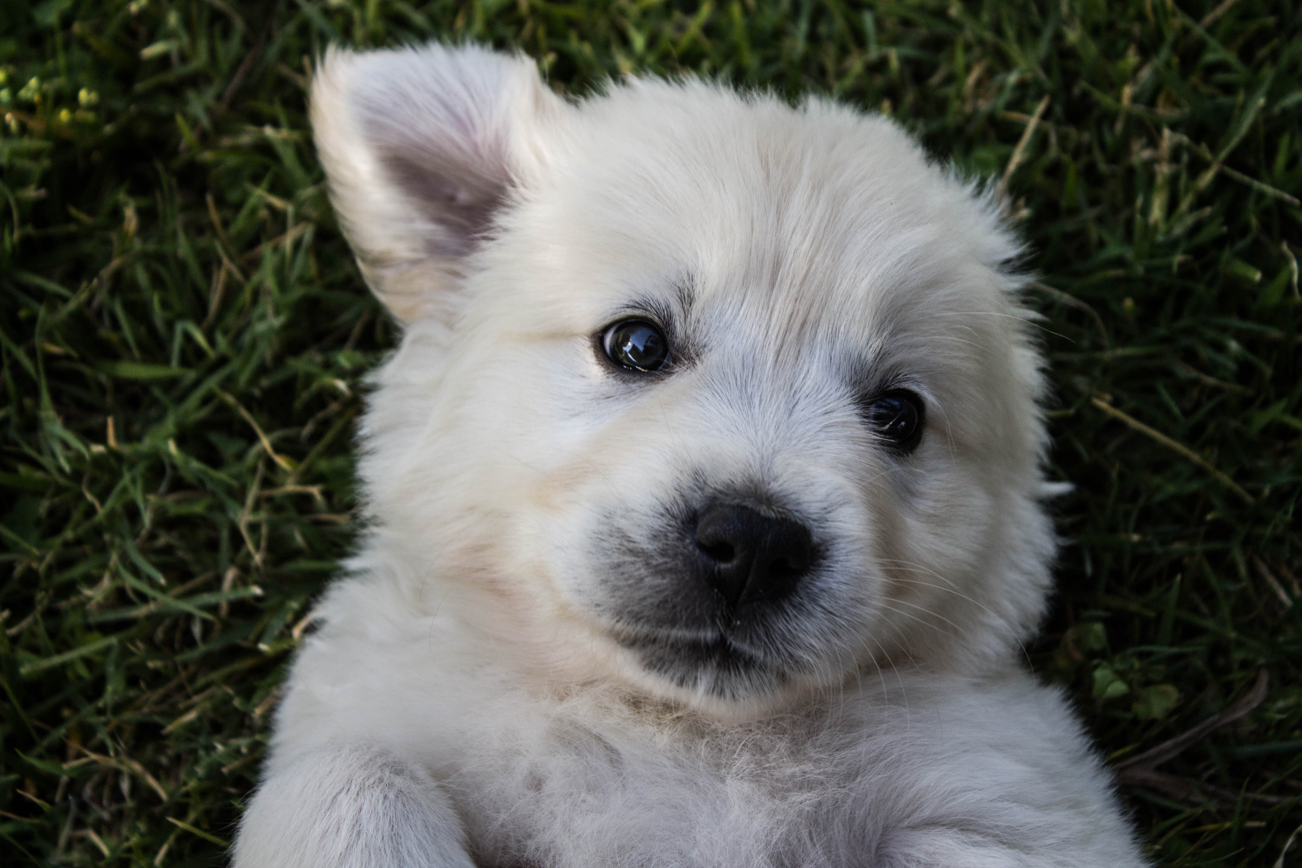 Lucky Charm English Cream Golden Retriever Breeder California
