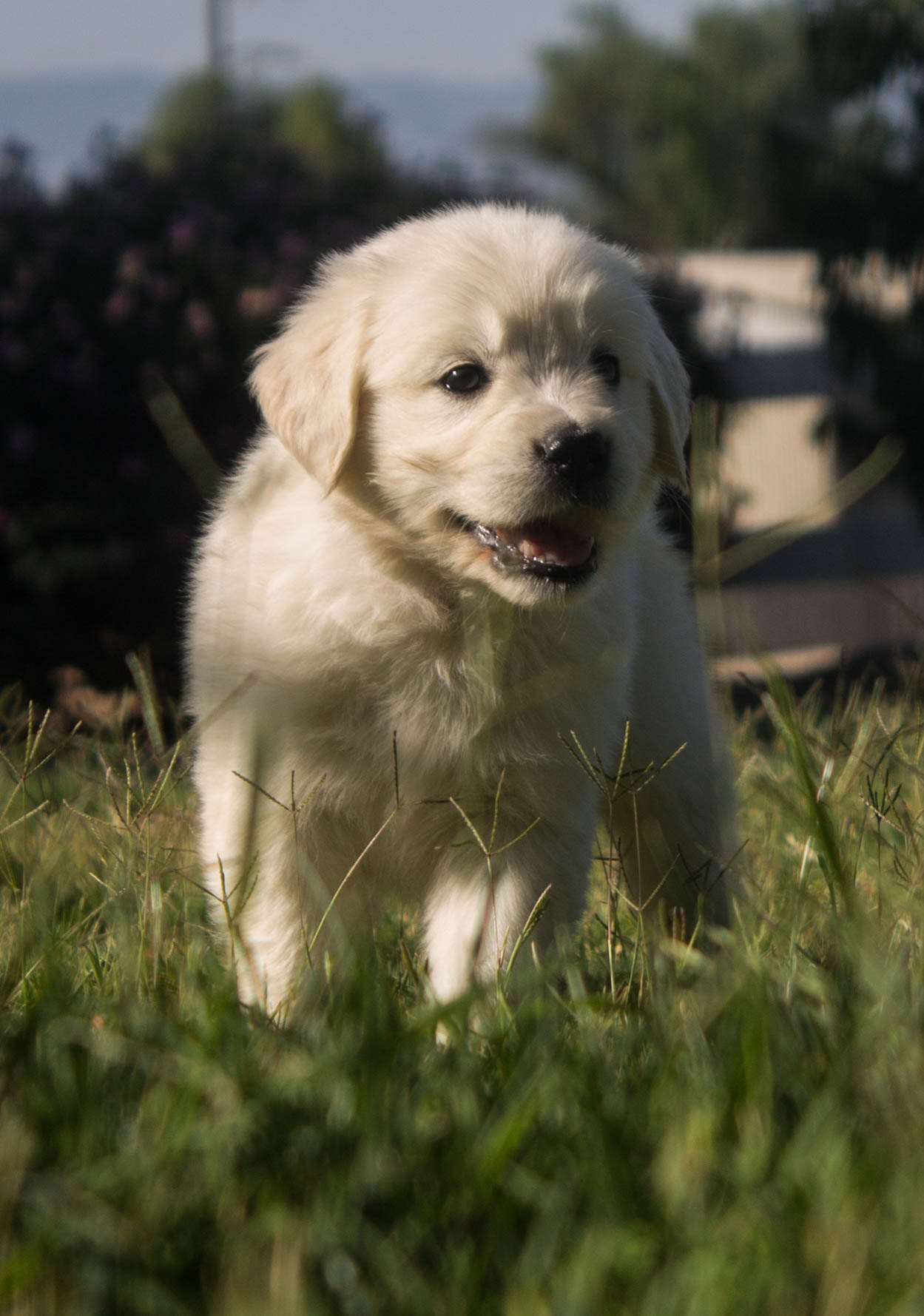 Lucky Charm English Cream Golden Retriever Breeder California