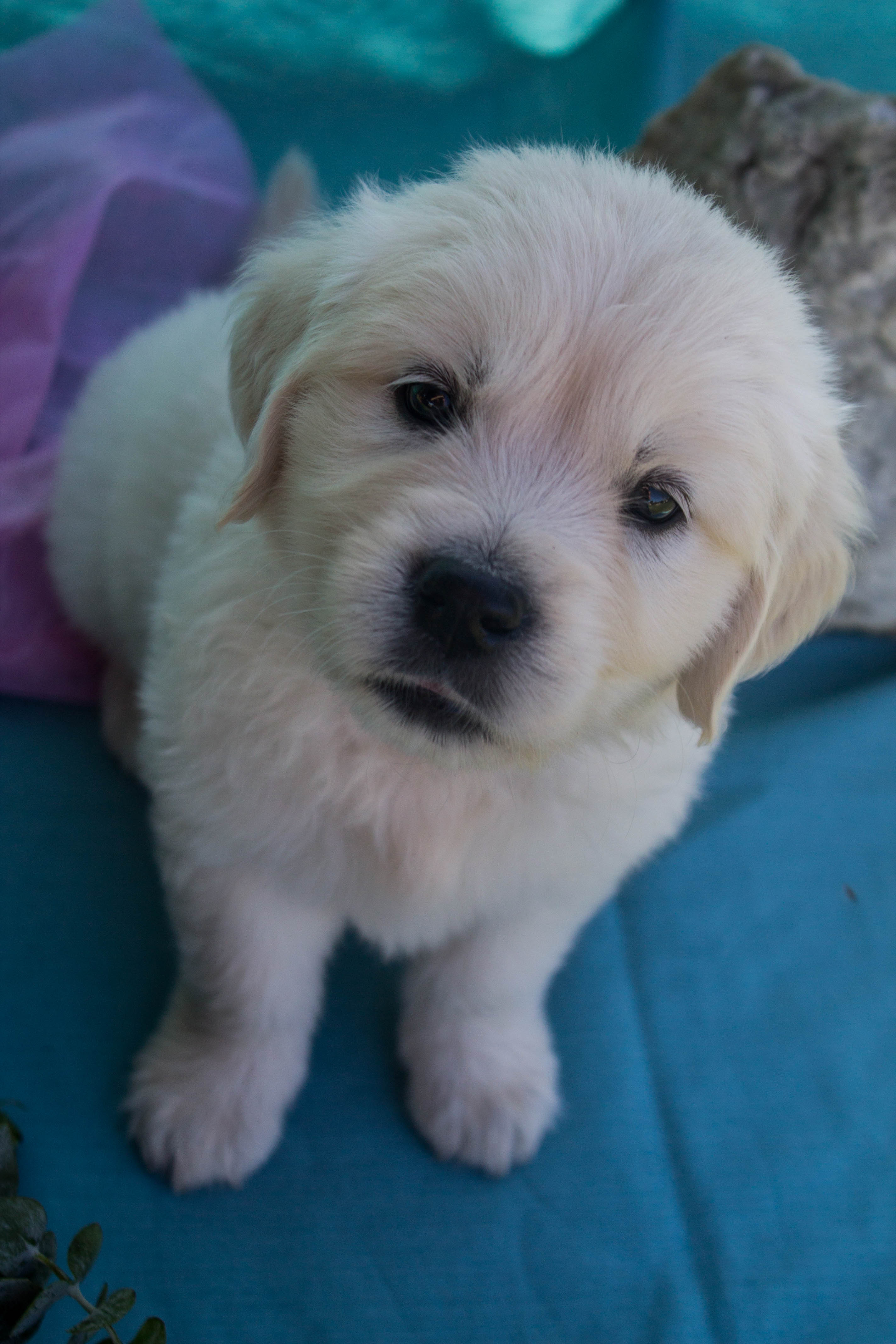 Lucky Charm English Cream Golden Retriever Breeder California