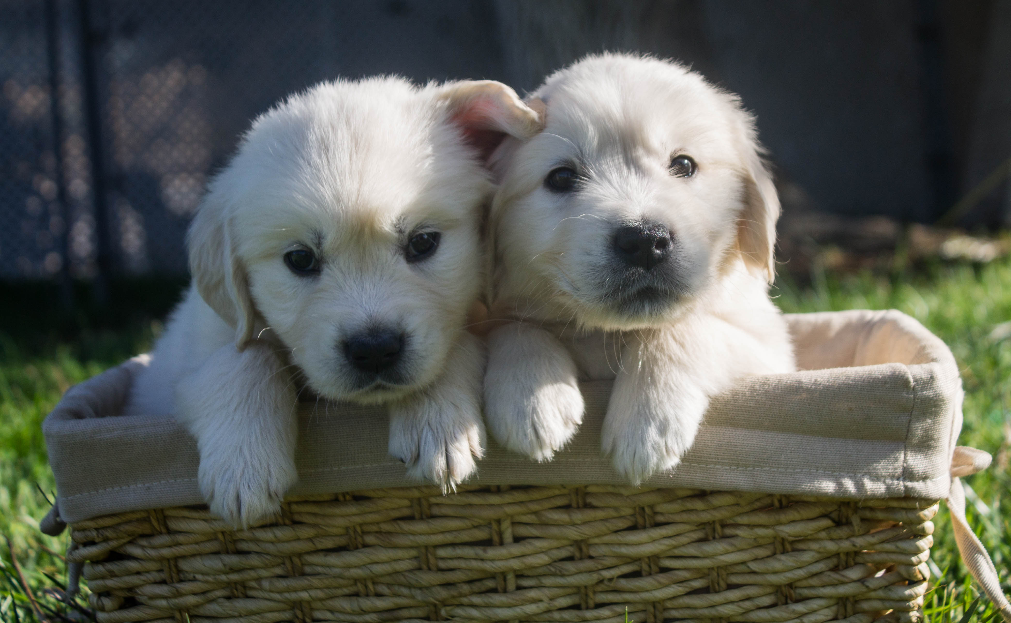 Lucky Charm English Cream Golden Retriever Breeder California