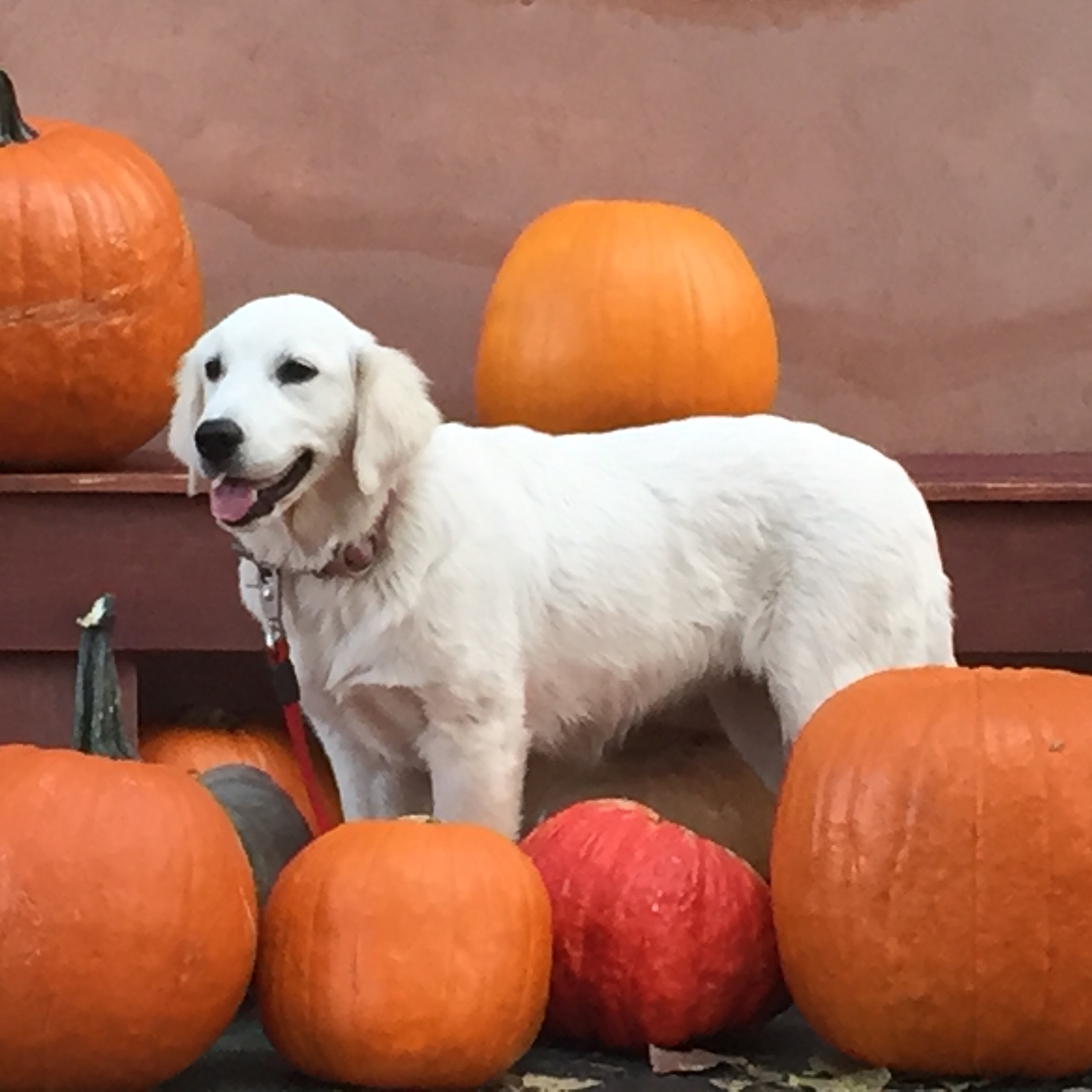 Lucky Charm English Cream Golden Retriever Breeder California