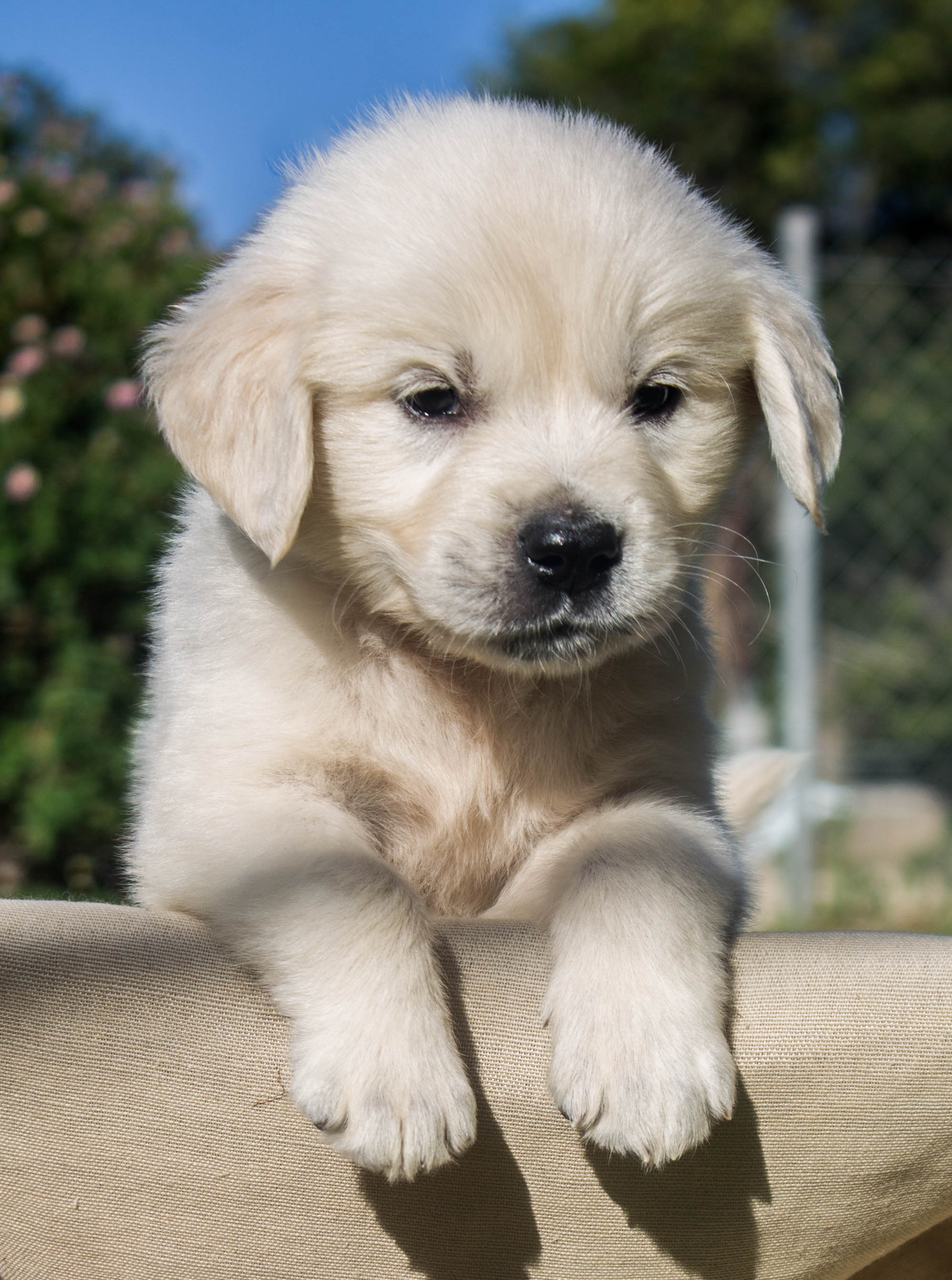 Lucky Charm English Cream Golden Retriever Breeder California