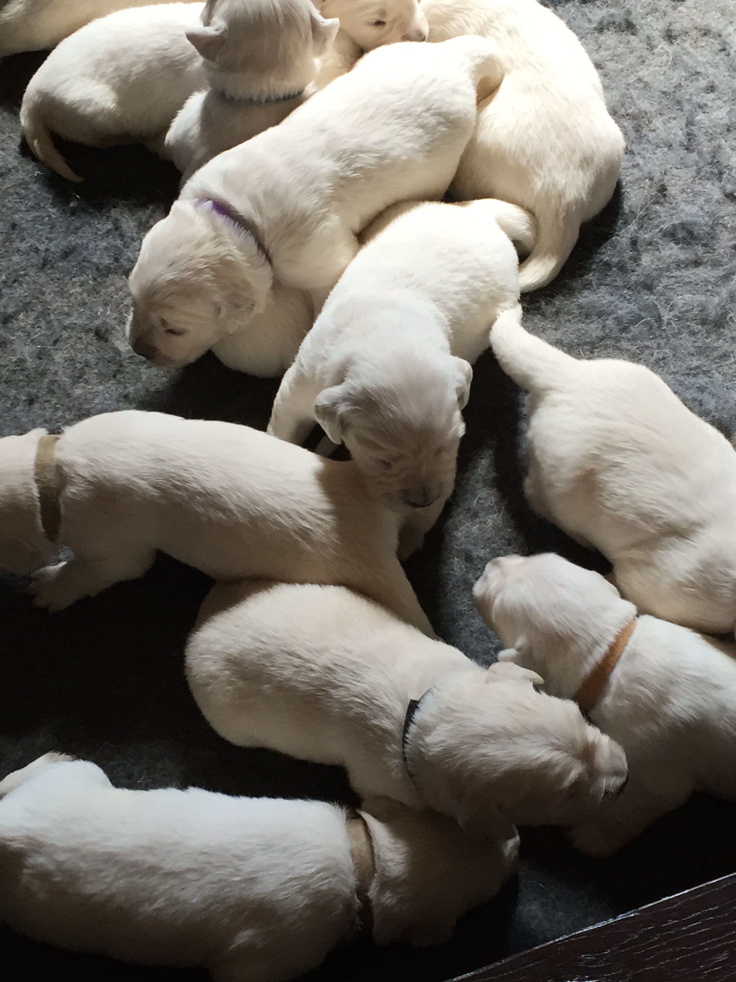 Lucky Charm English Cream Golden Retriever Breeder California