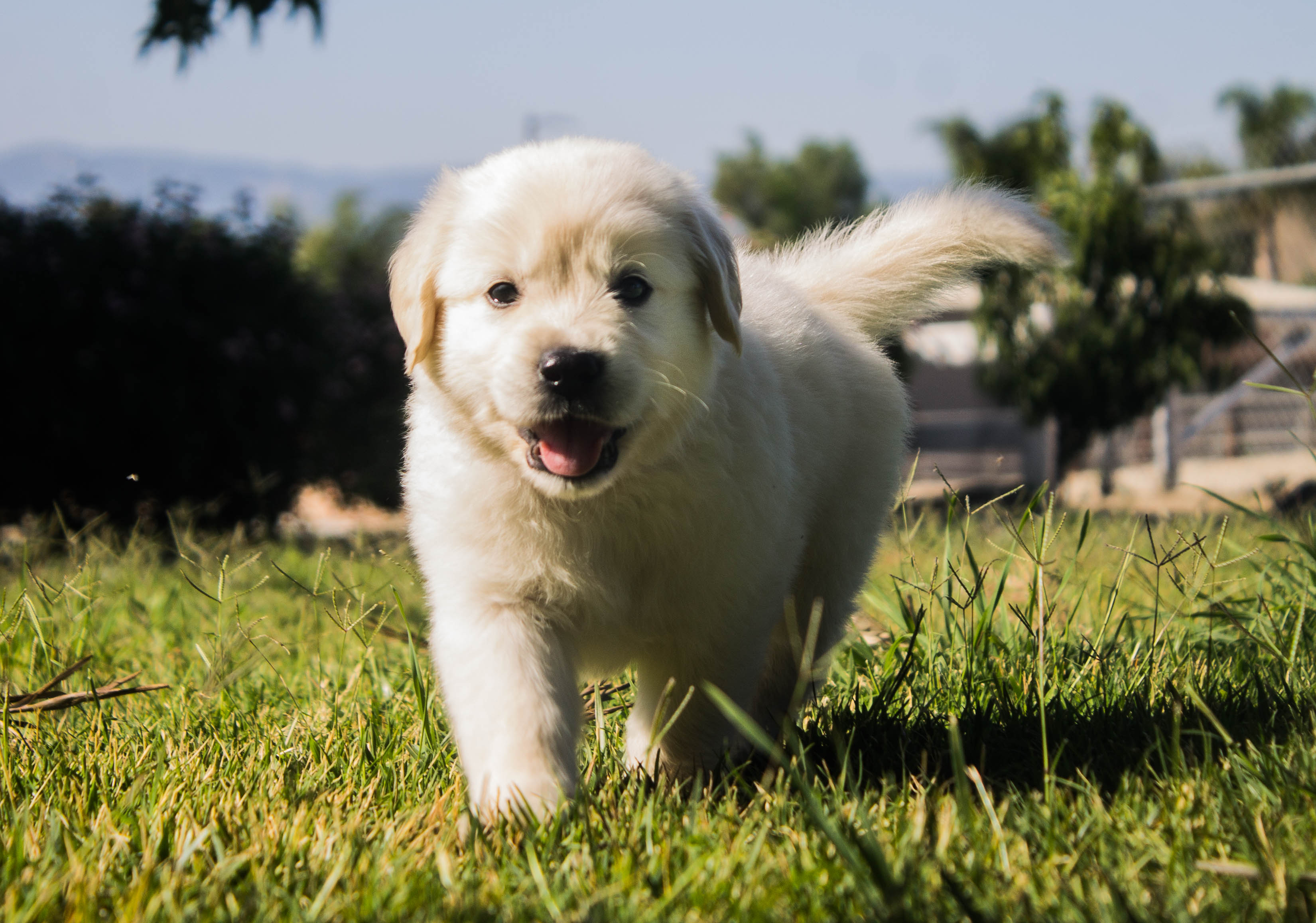 Lucky Charm English Cream Golden Retriever Breeder California