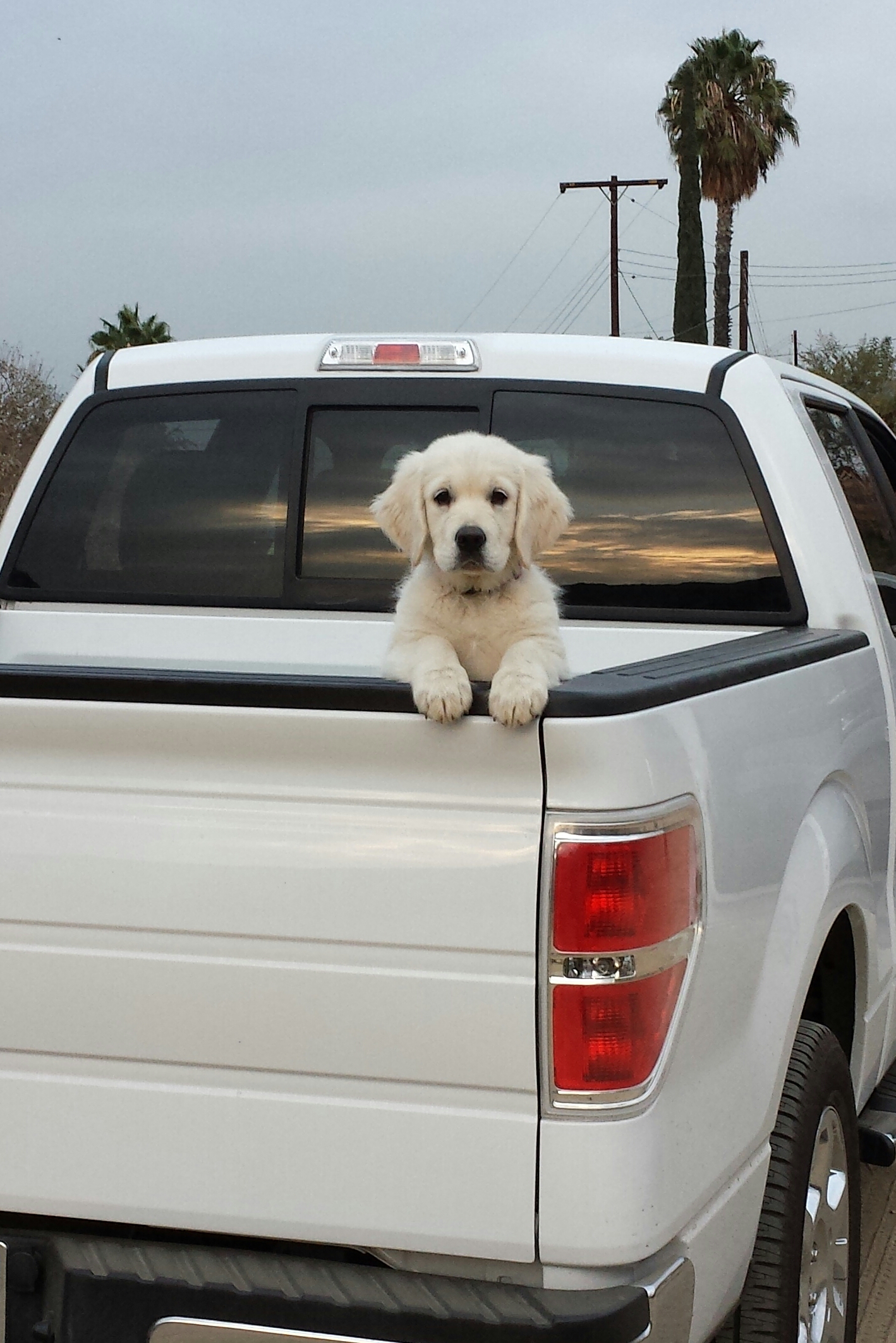 Lucky Charm English Cream Golden Retriever Breeder California