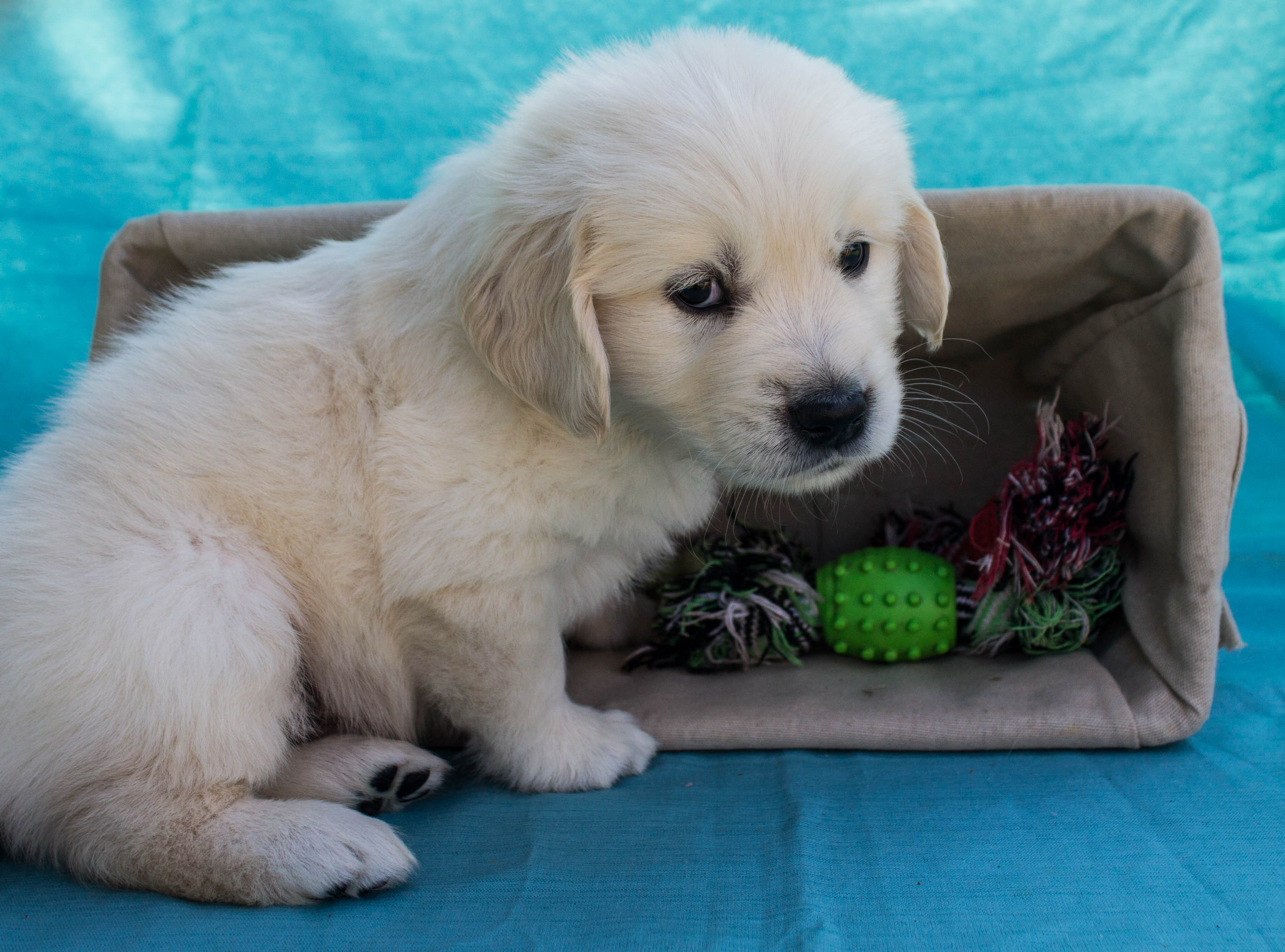 Lucky Charm English Cream Golden Retriever Breeder California