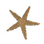 Sea Star pict.png