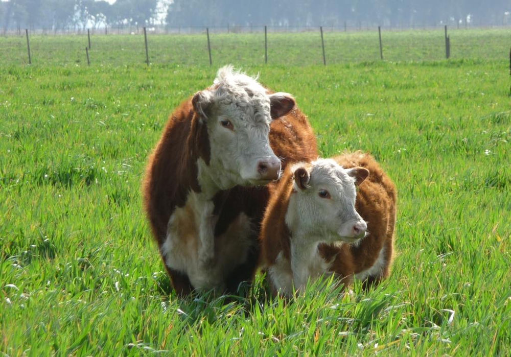 O que caracteriza um bovino ser garrote ou novilho? O que caracteriza um bovino ser garrote ou novilho?