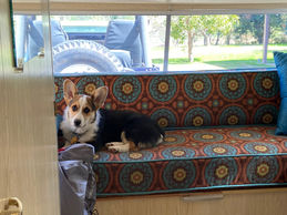 Interior of vintage trailer 1965 Aristocrat Lo-Liner. Tricolor corgi sitting on the couch, brown, rust and blue medallion upholstery