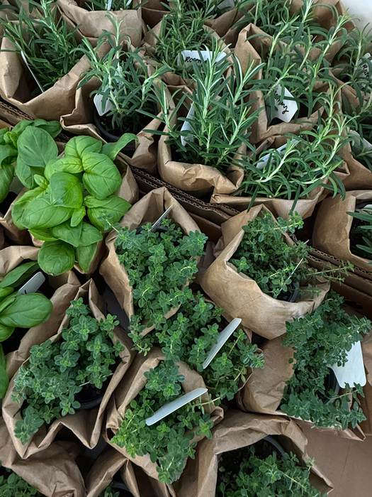 Potted herbs in brown paper bags for a workshop.