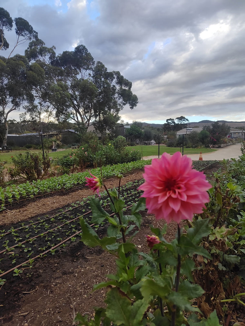 Flower Farm Devonshire Tea Experience for Two