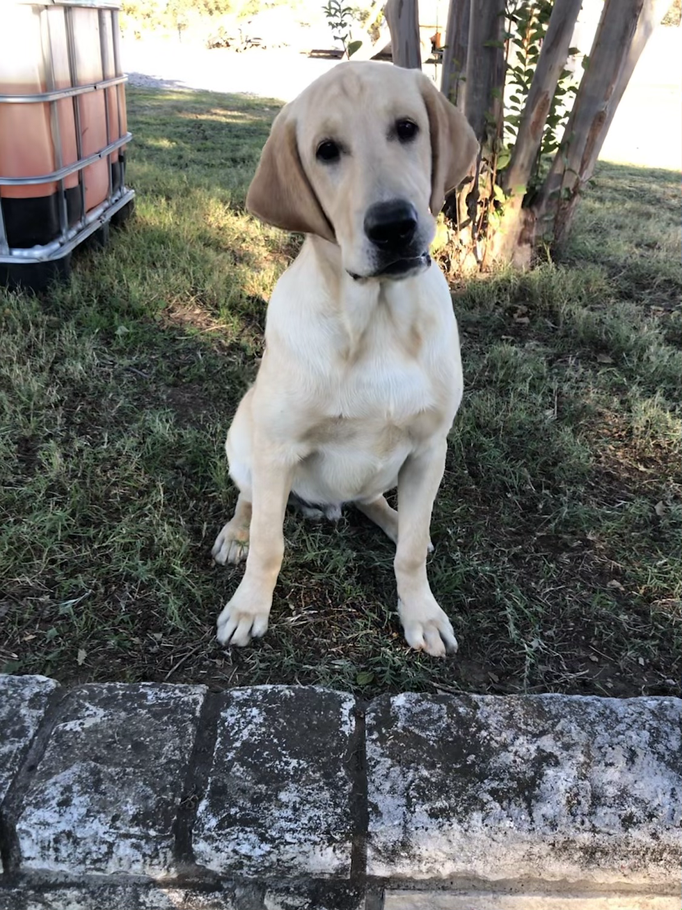Thumbnail: Wiley (Male) Microchip# 956000013497318