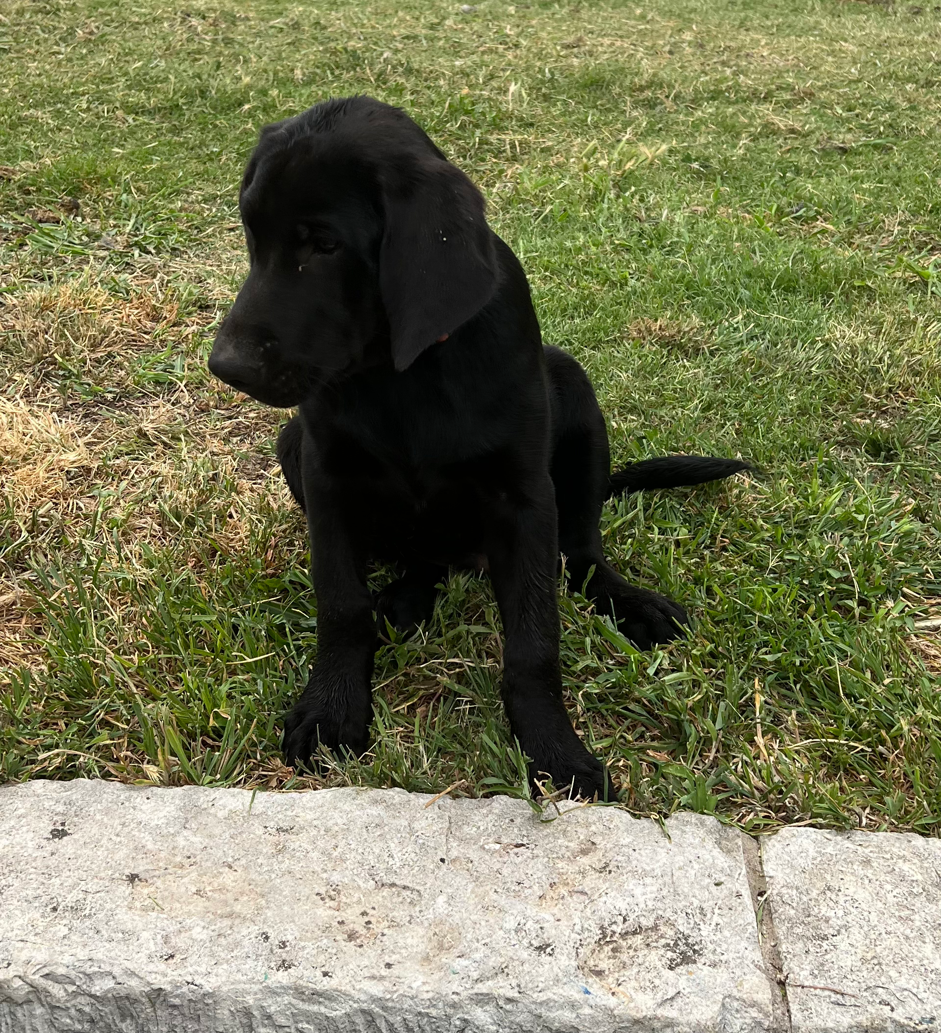 Wyatt (Black Male) Microchip # 956000014082103