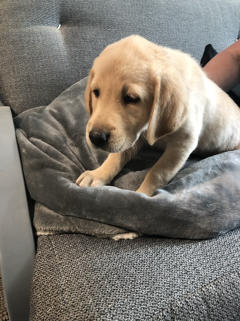 Thumbnail: Wiley (Male) Microchip# 956000013497318