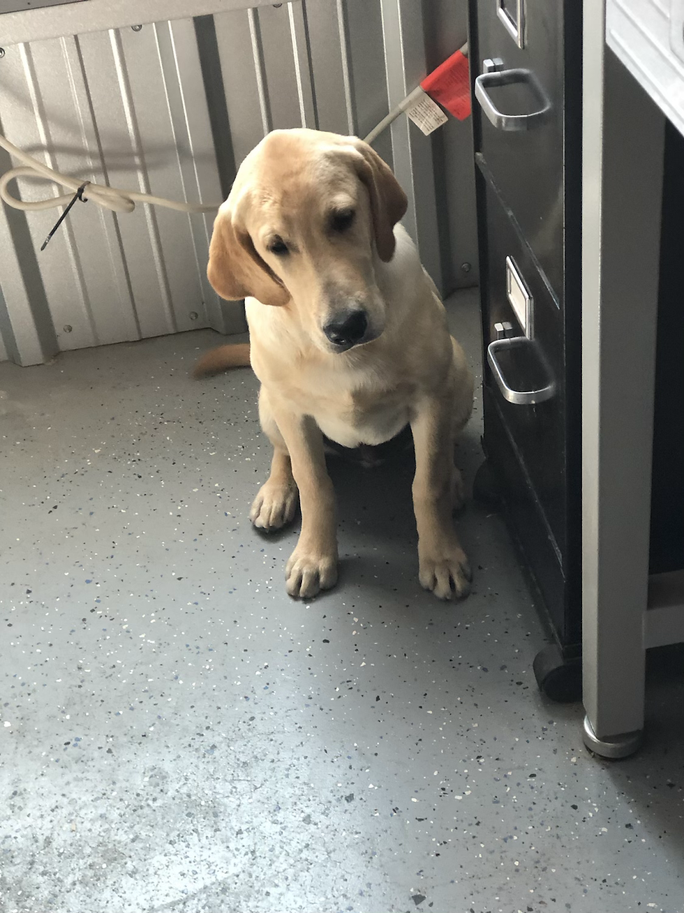Thumbnail: Wiley (Male) Microchip# 956000013497318