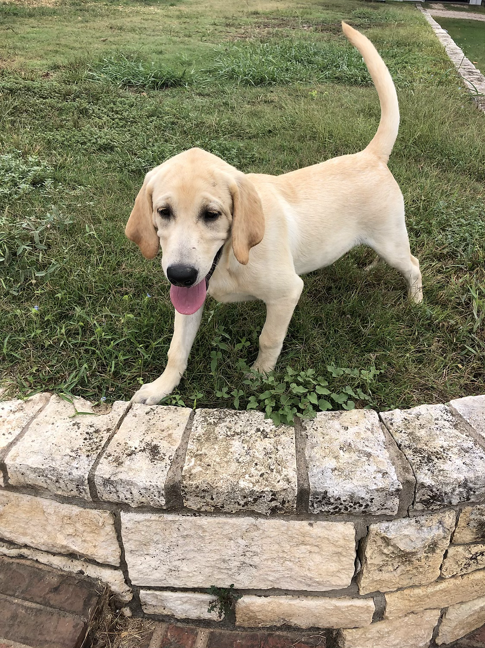 Thumbnail: Rhett (Male) Microchip# 956000013516354