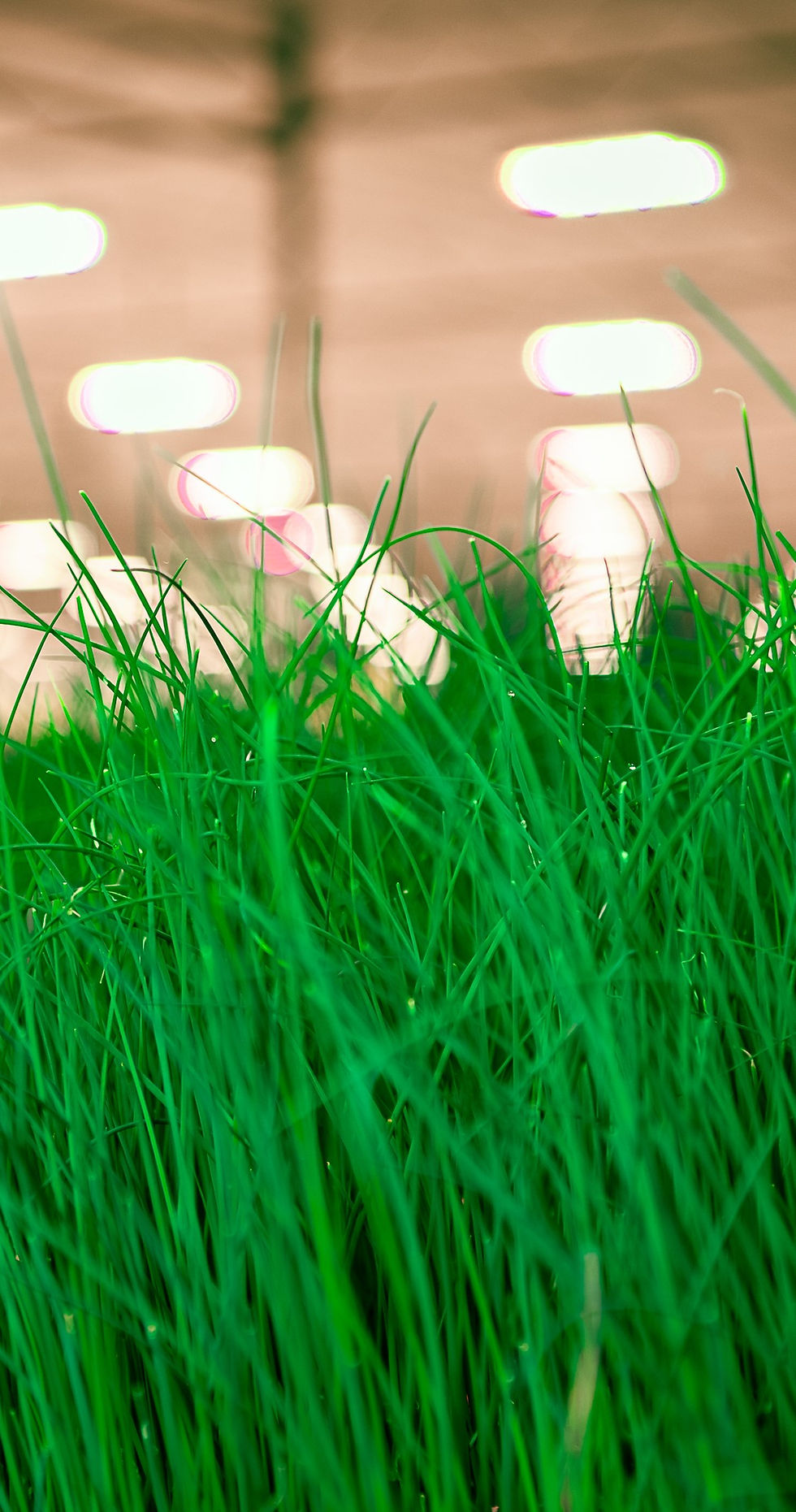 Chives