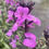 Thumbnail: Erysimum 'Bowles Mauve'