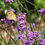 Thumbnail: Verbena