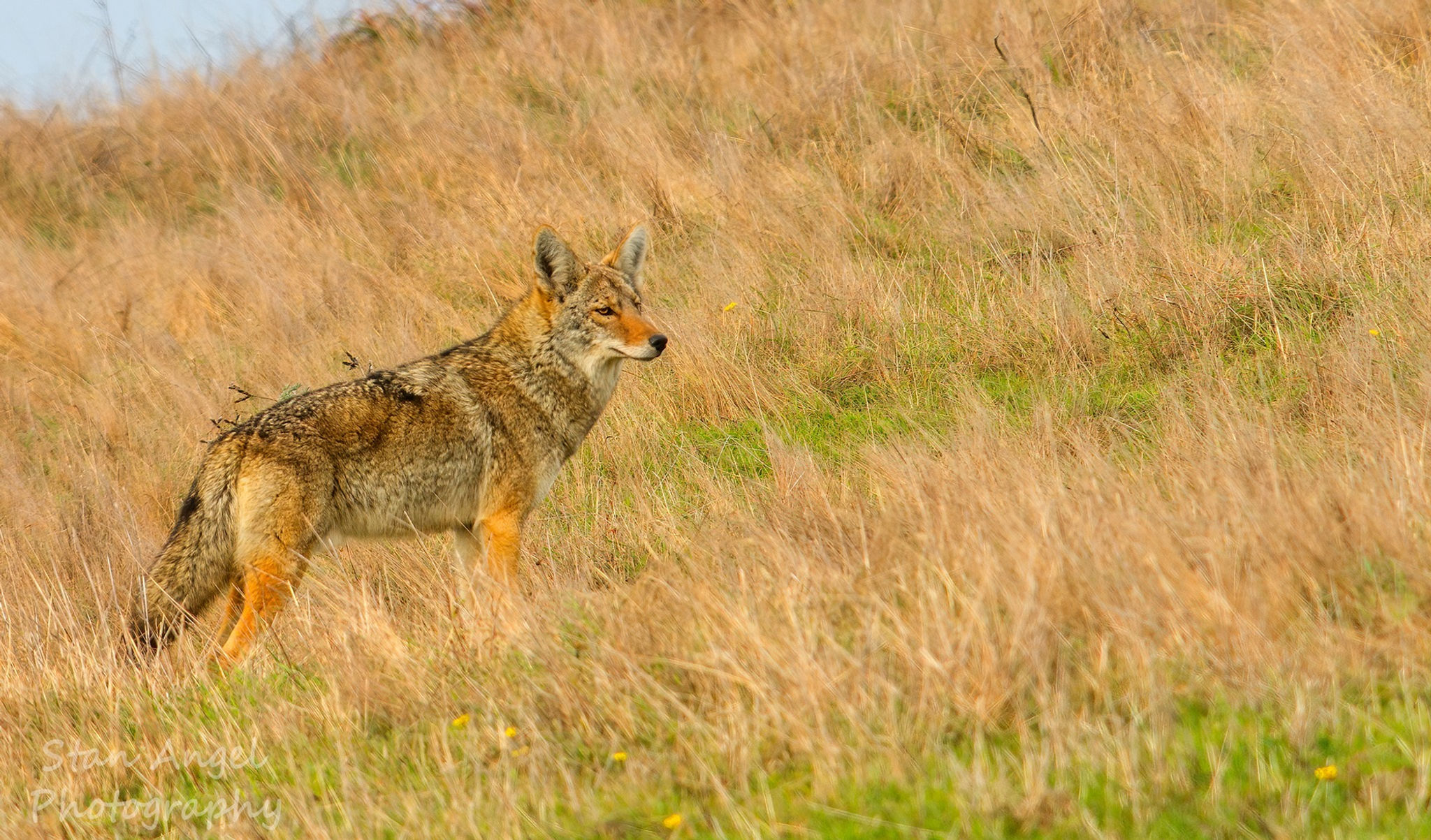 Coyote Blend Point Reyes