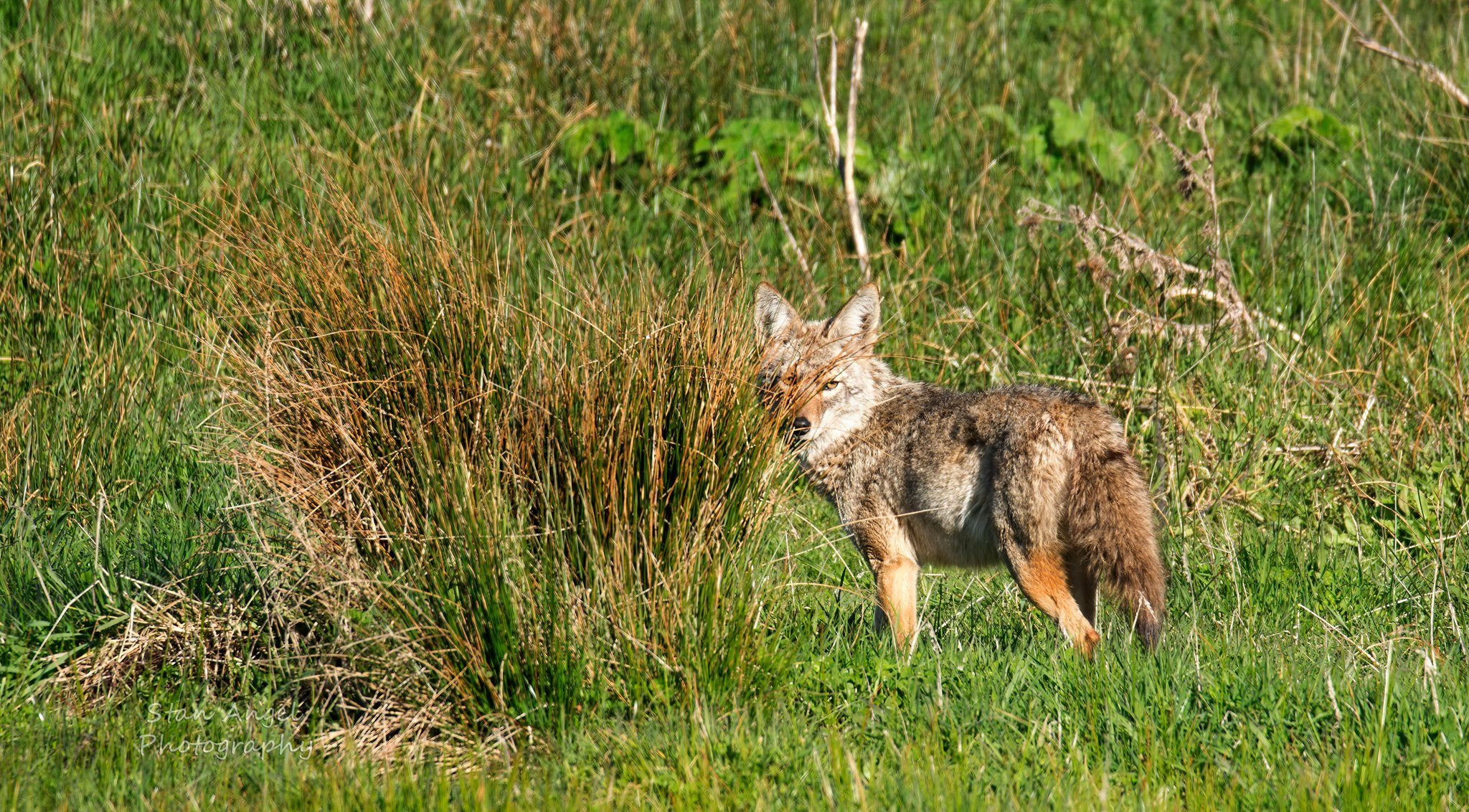 Coyote Peeking from Behind Bush