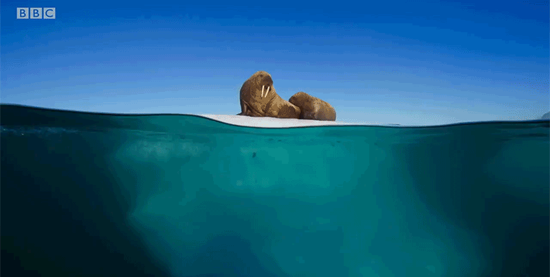 Image result for DAVID ATTENBOROUGH BLUE PLANET GIF