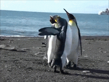 Image result for penguin gif