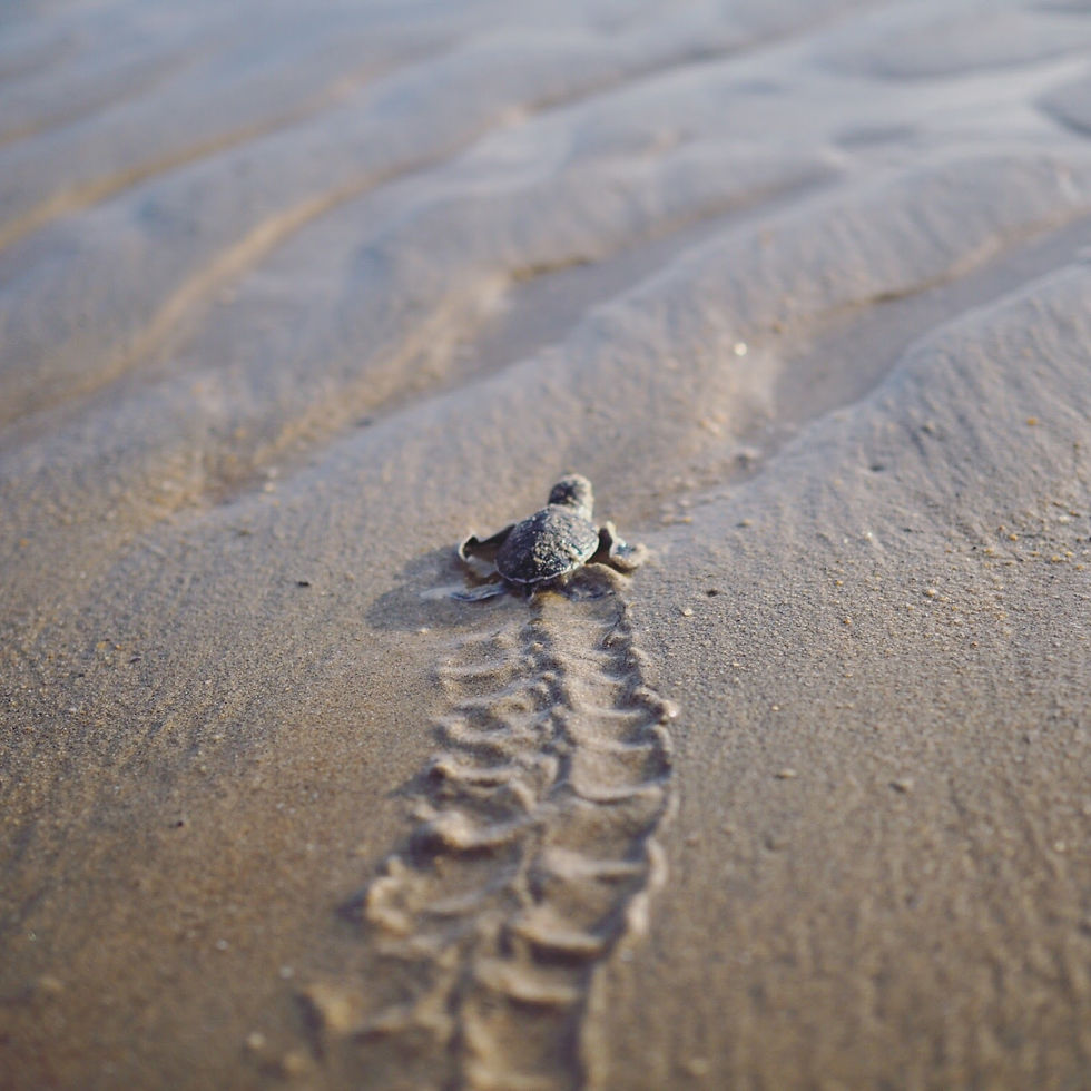 Rimbun Dahan Turtle Hatchery