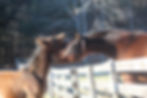 Royal Faaiq (sire)
