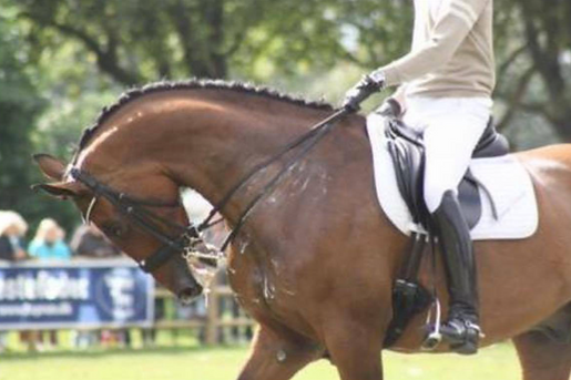 Horse Bit Advice