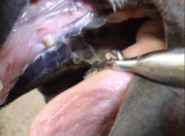 Horse Bit Advice