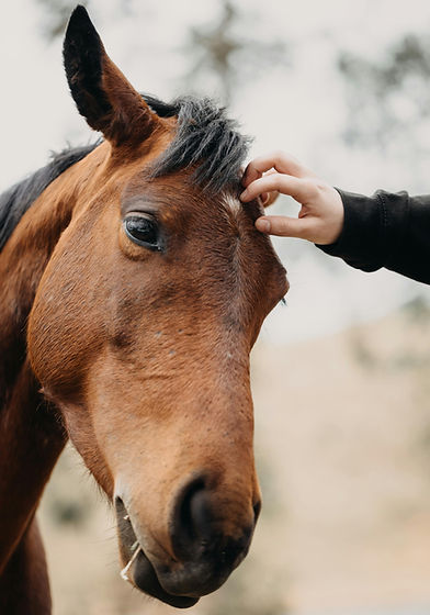 bienfaits massage animalier