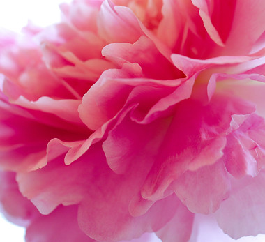 IMG_5799-3 Peony.jpg