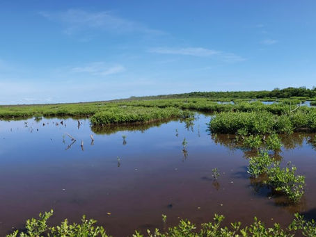 SE HAN LOGRADO RESTAURAR LOS MANGLARES DE LA LAGUNA DE TAMAMACHOCO, BIOLÓGO MAURICIO HERNÁNDEZ