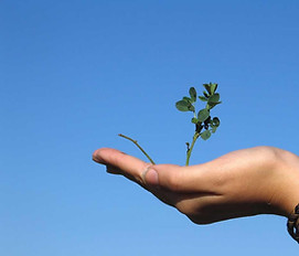 Hand Holding a Plant